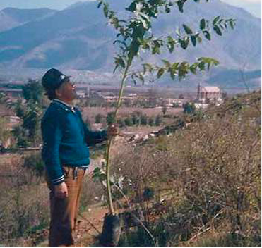 Reforestación del cerro en 1979